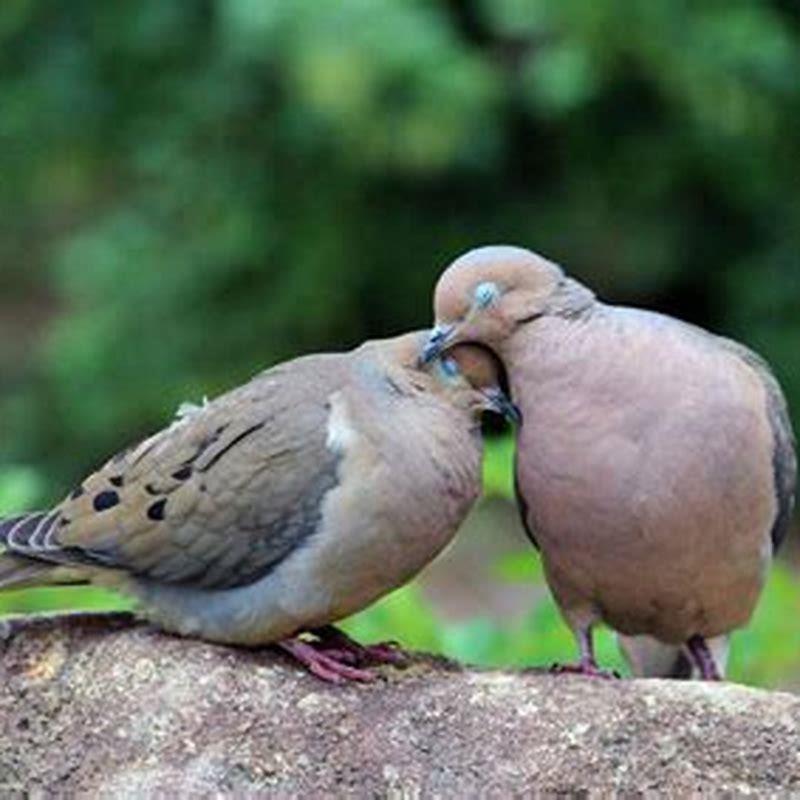 What Do Turtle Doves Mean