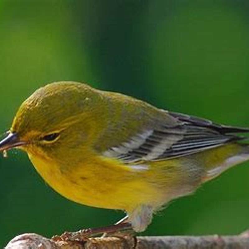 What do warbler birds look like? - DIY Seattle