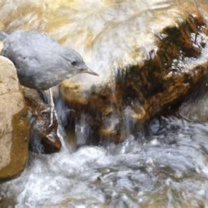 What do Water Ouzels eat?
