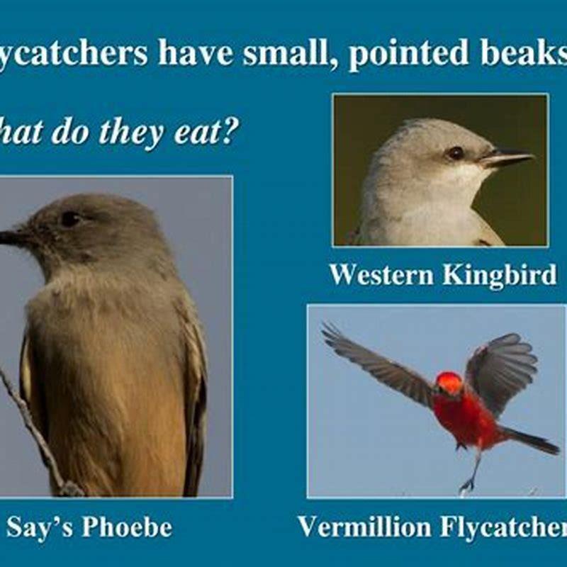 What do western flycatchers eat? - DIY Seattle