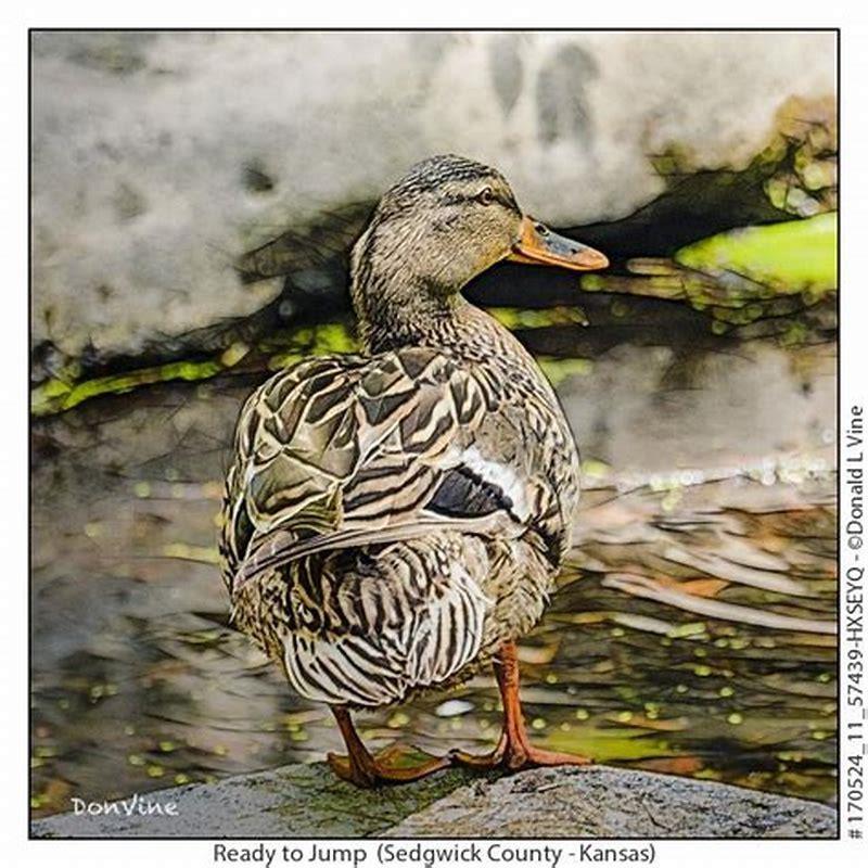 What do wetland birds eat?