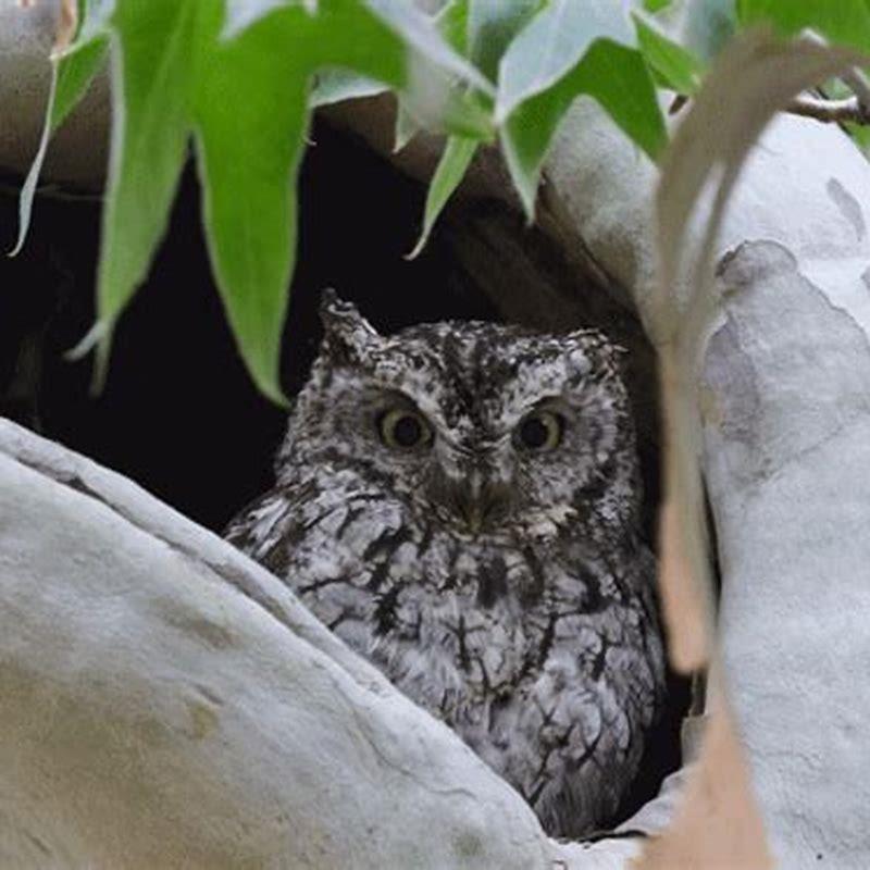 what-do-whiskered-screech-owls-eat-diy-seattle