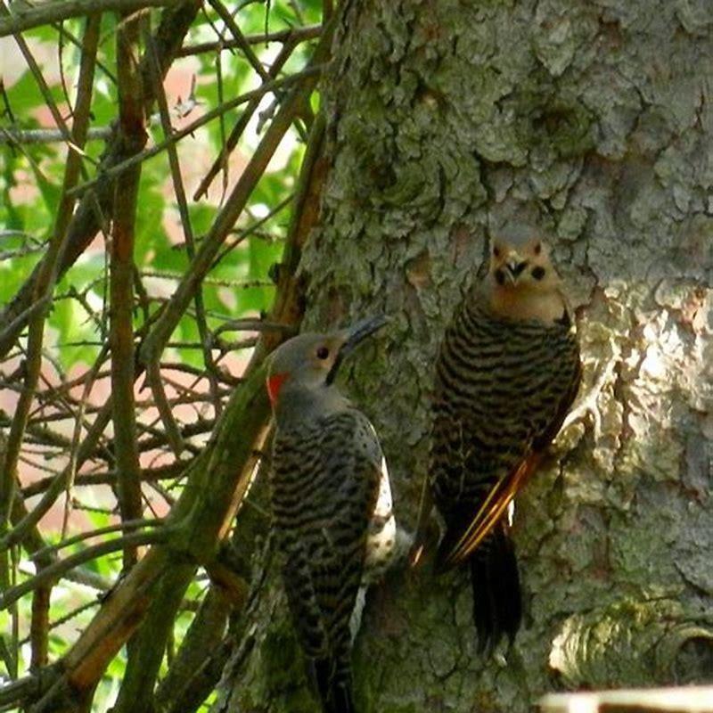 What do white headed woodpeckers eat?