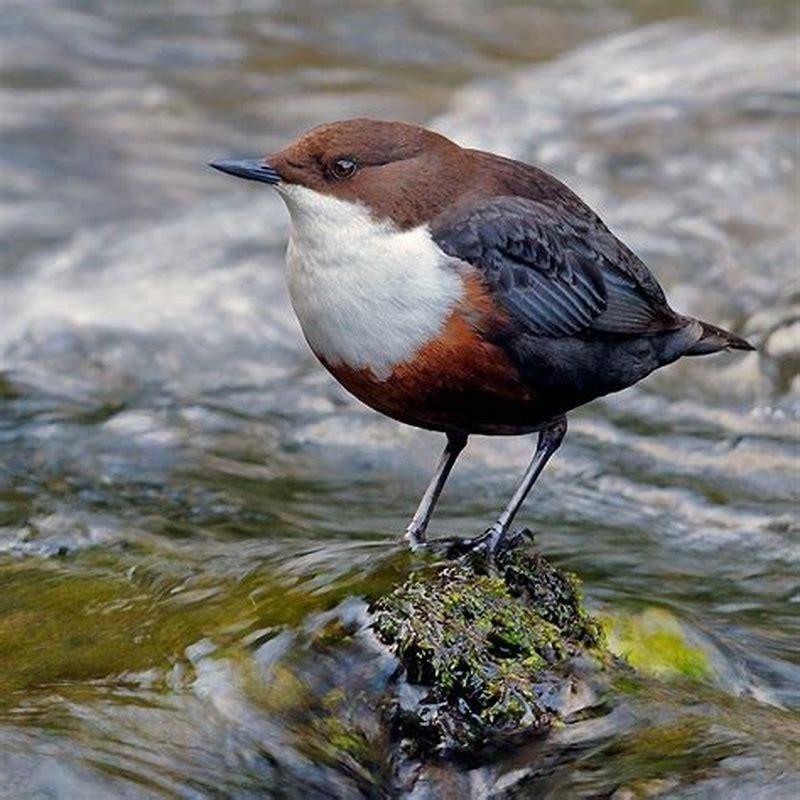 What do white throated dippers eat?