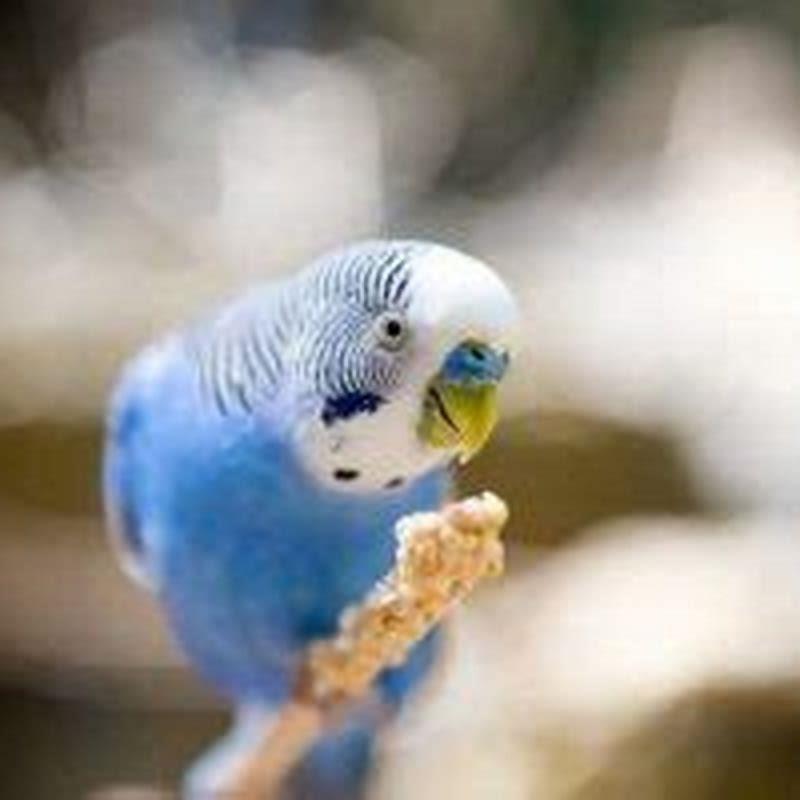 What do white-winged parakeets eat?