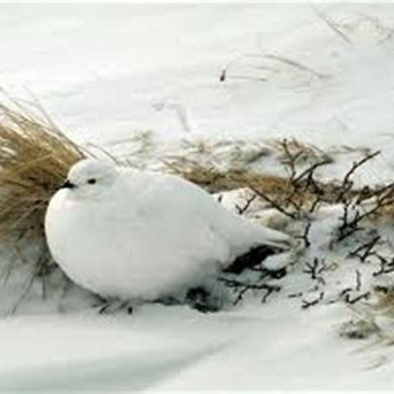 What do willow ptarmigans eat?
