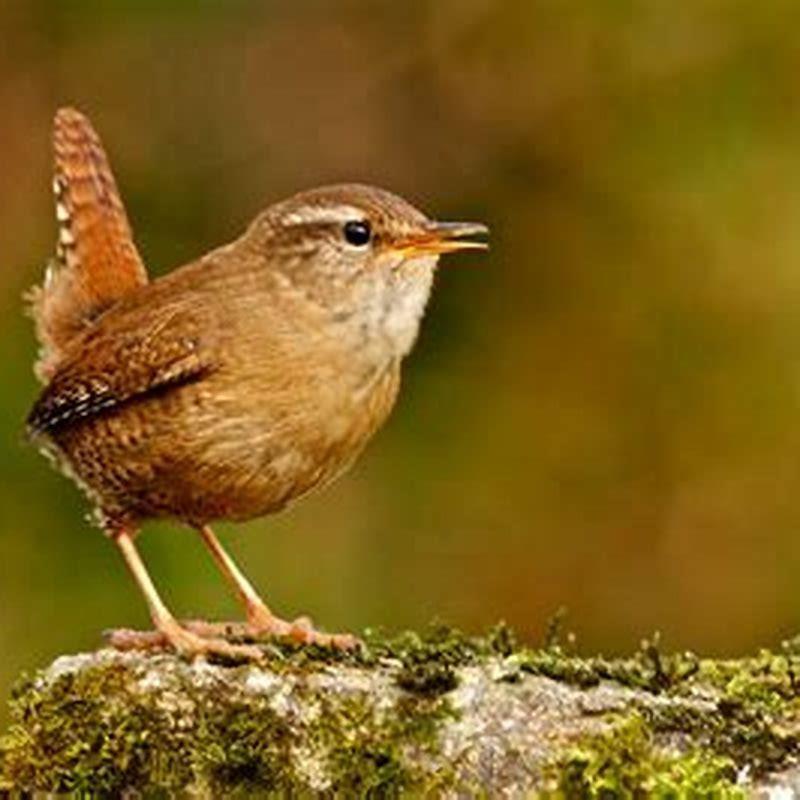 What Do Winter Wrens Look Like DIY Seattle