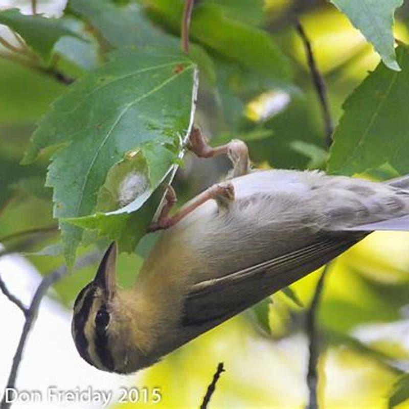 what-do-worm-eating-warblers-eat-diy-seattle