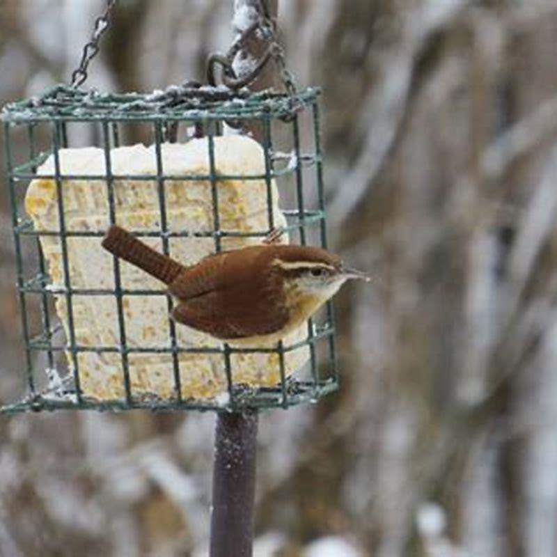 What do Wrens eats?