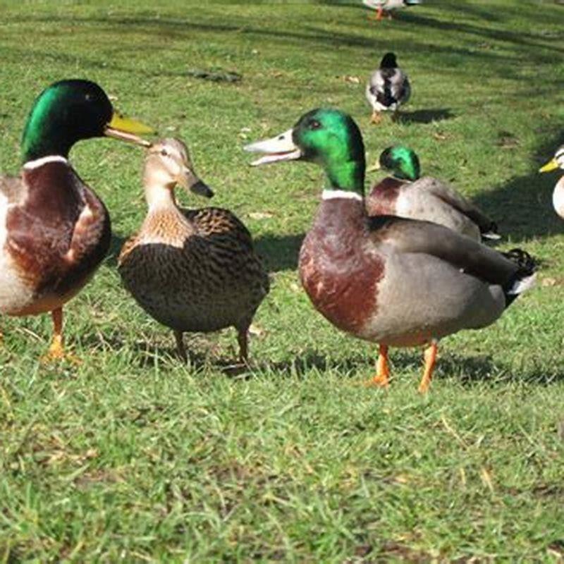 what-do-yellow-billed-ducks-eat-diy-seattle