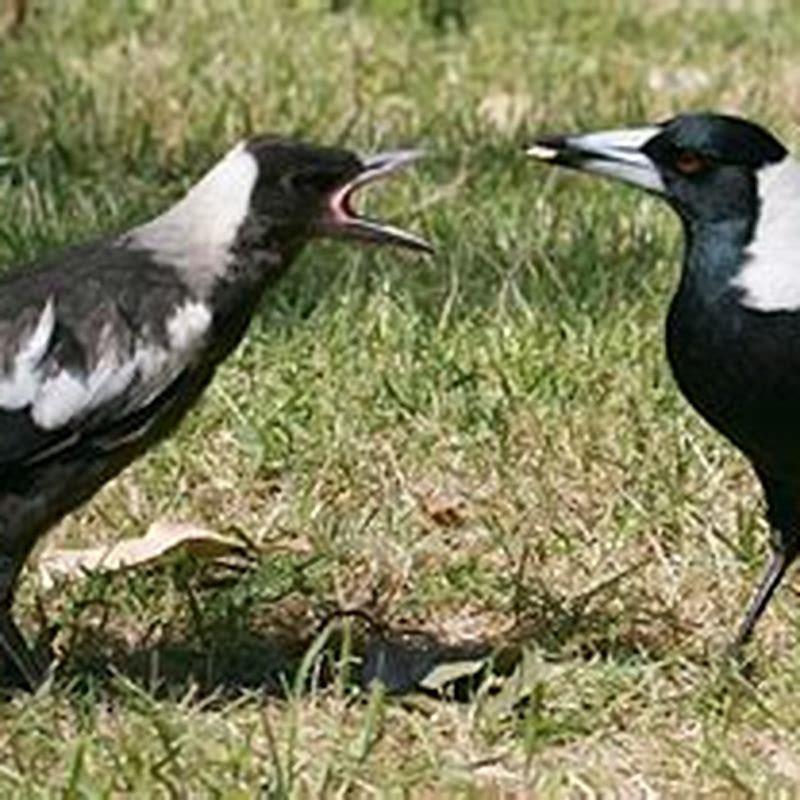 What do yellowbilled magpies eat? DIY Seattle