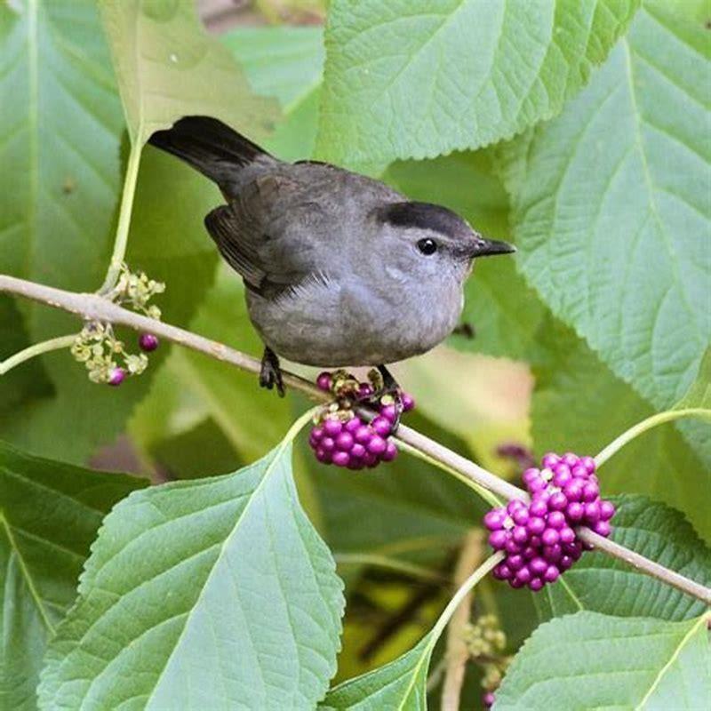 what-do-yellow-chat-birds-eat-diy-seattle