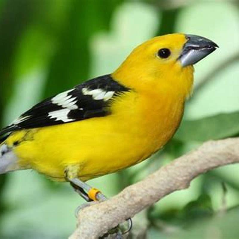 What do yellow Grosbeaks eat?