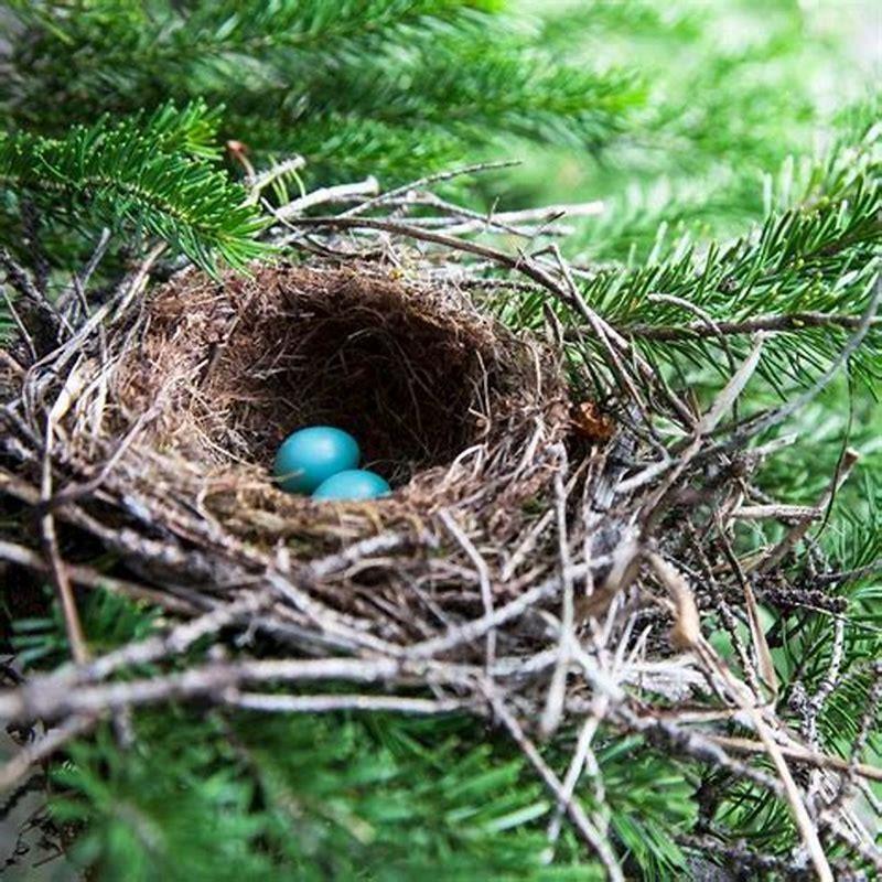 What do you do if a bird’s nest is abandoned?