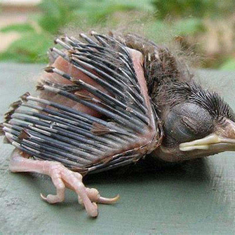 What do you do with a feather baby bird?