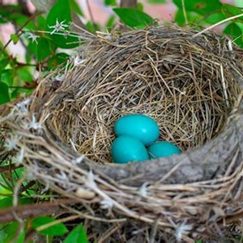 What do you do with birds nest with eggs?