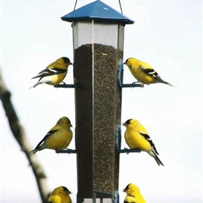What do you feed a bird in the winter storm?