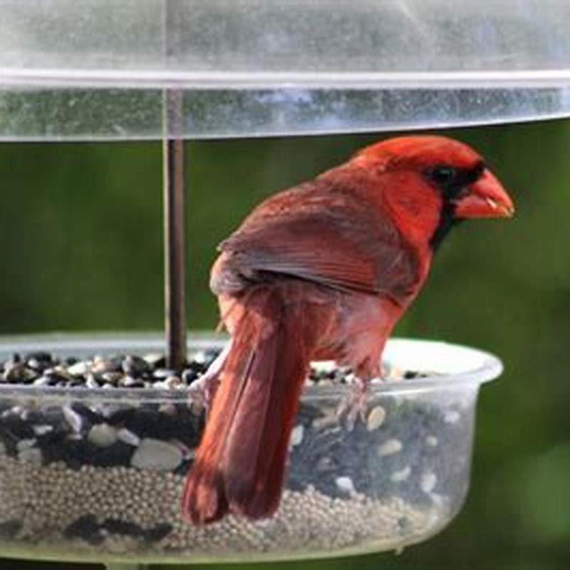 What do you feed cardinals in Arizona?