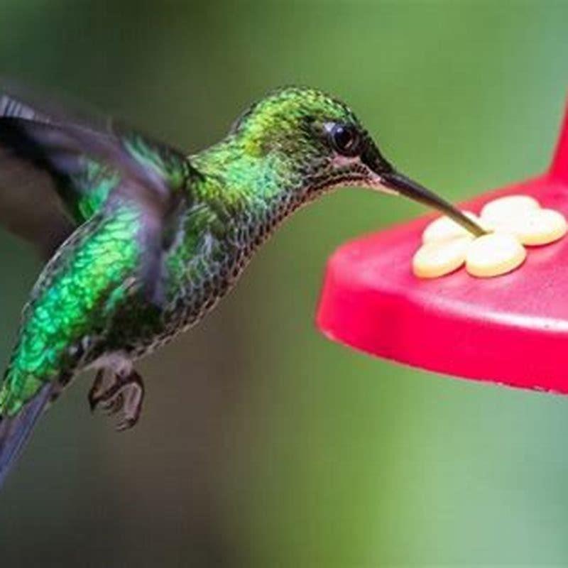 What do you feed wild hummingbirds?