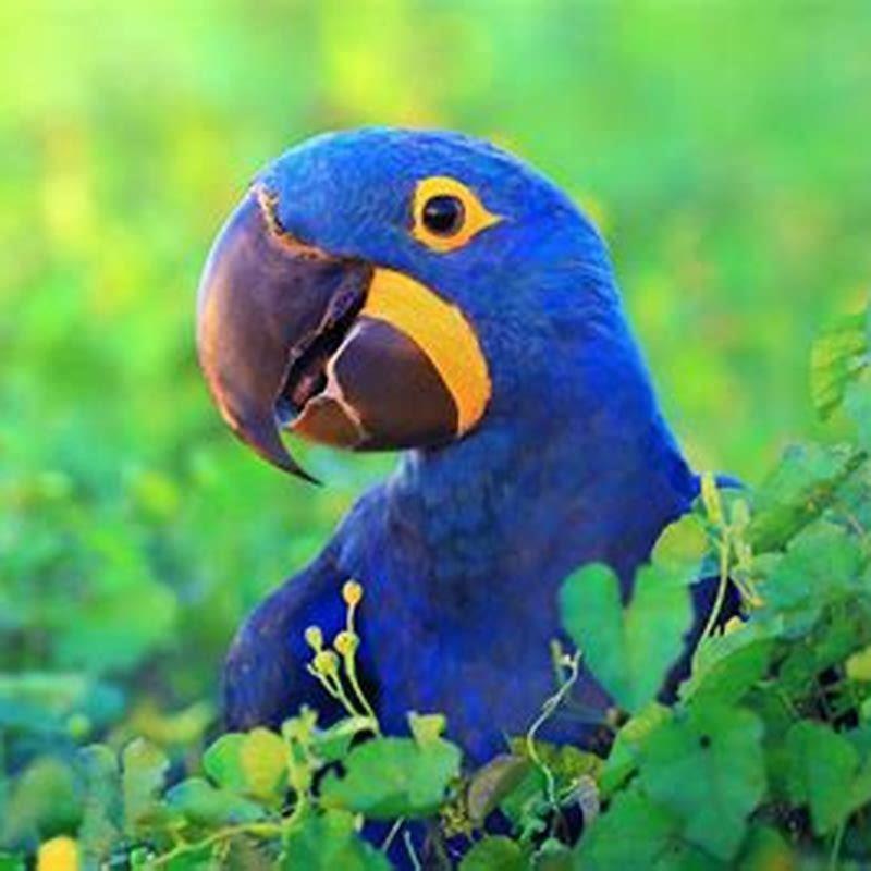What do you need to own a hyacinth macaw?