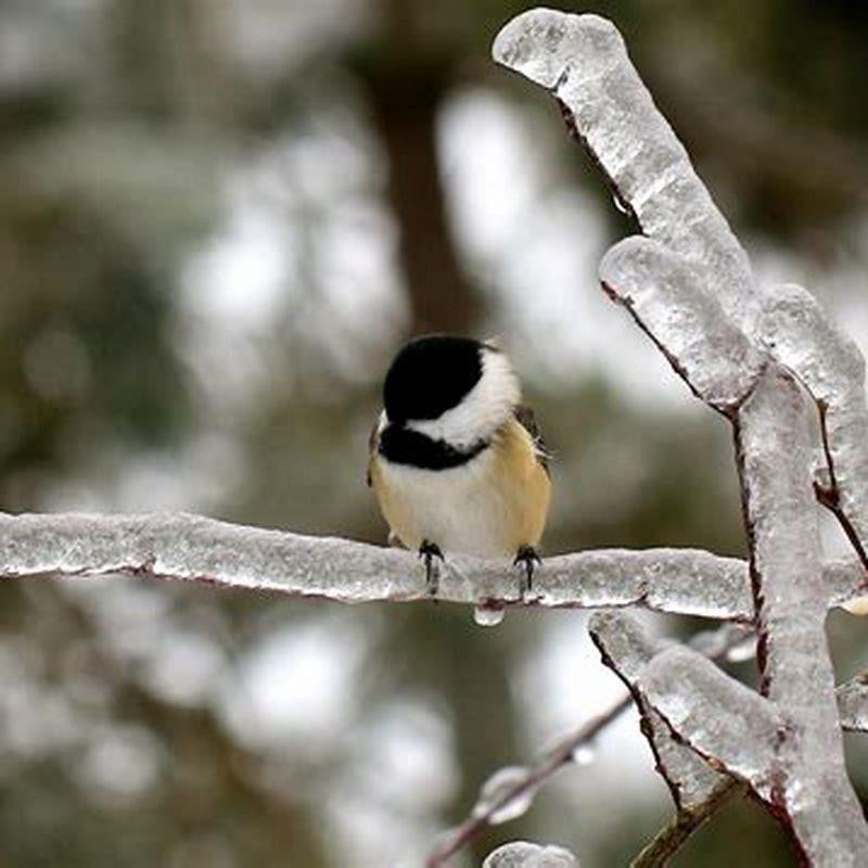 What do you put out for birds in the winter?