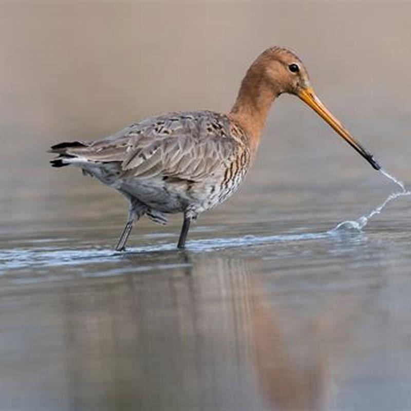 What does a black tailed godwit eat?