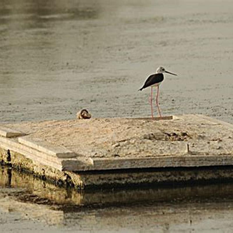 What does a black-winged stilt eat? - DIY Seattle