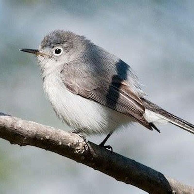 What does a blue-gray gnatcatcher look like?