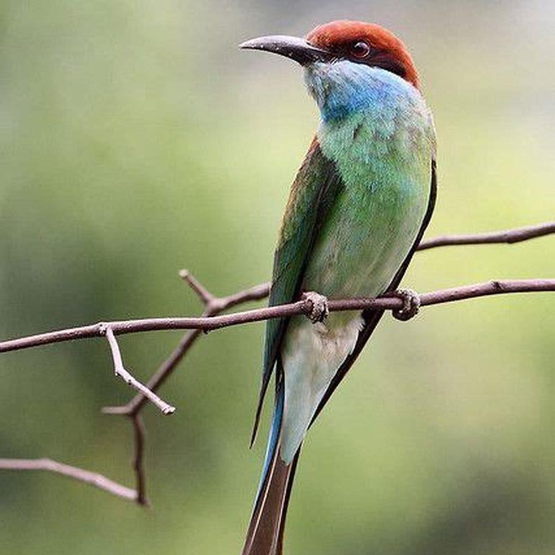 What does a Bluethroat bird eat?