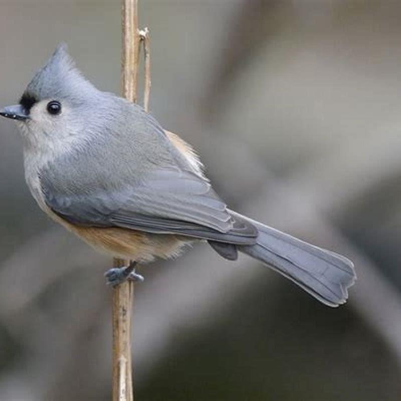 What does a bridled titmouse eat?