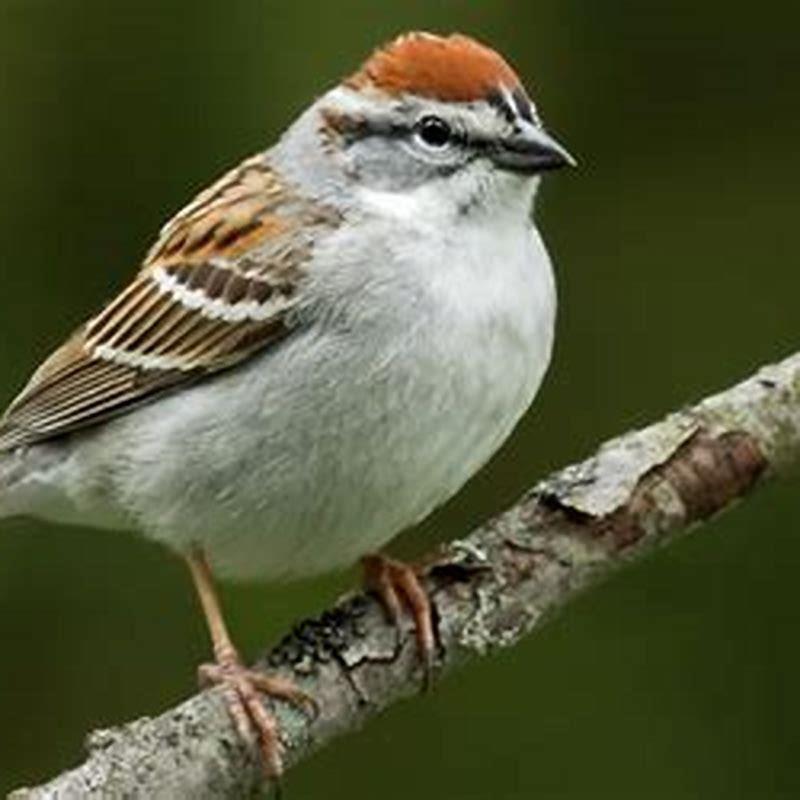 What does a chipping sparrow look like? - DIY Seattle