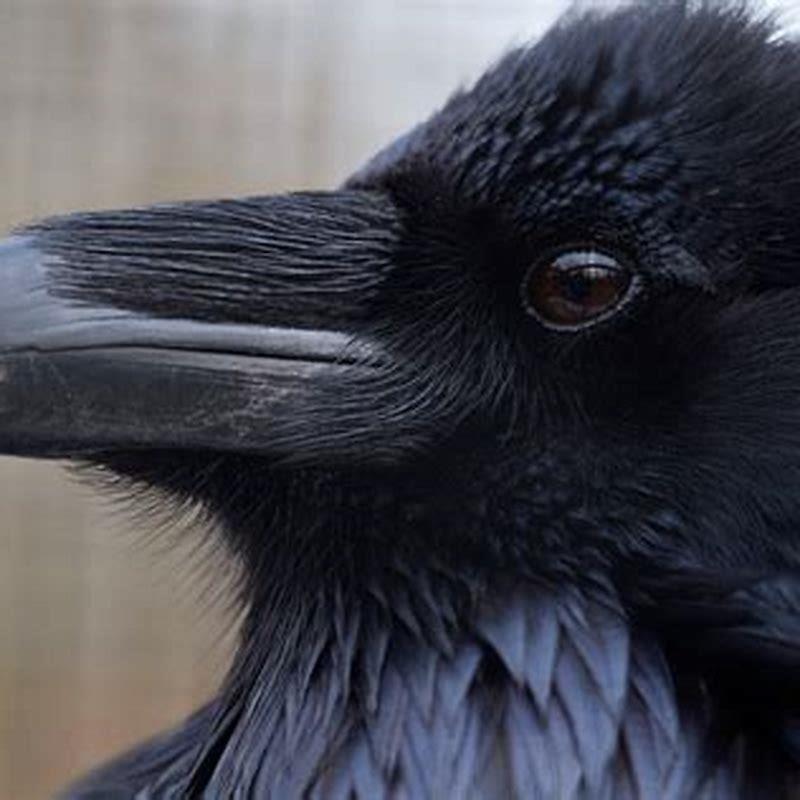 What does a common raven look like? DIY Seattle