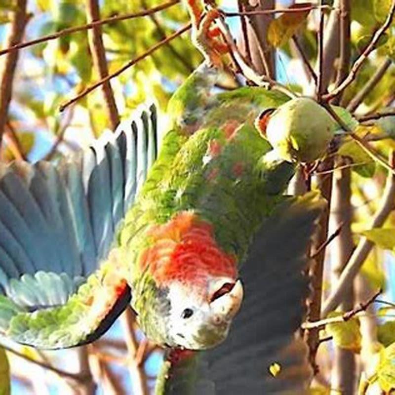 What does a Cuban parrot eat? - DIY Seattle