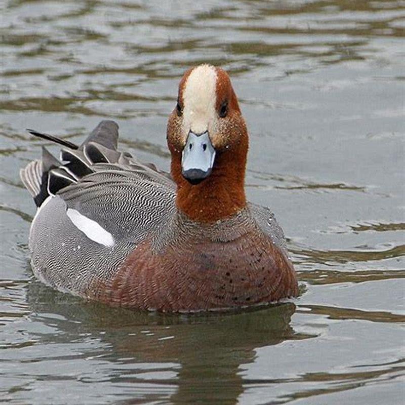 What Does A Eurasian Wigeon Look Like DIY Seattle