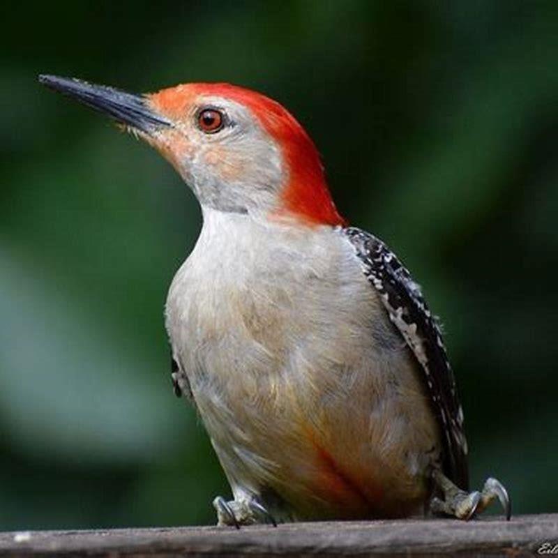 What does a Gila woodpecker do?