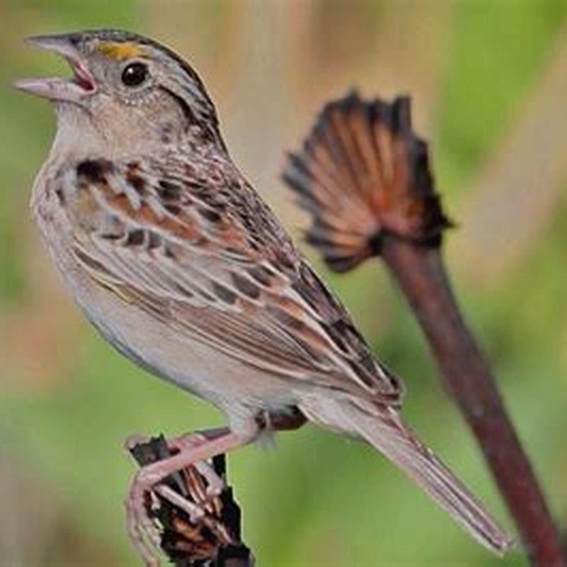 What Animal Eats Grasshopper Sparrow