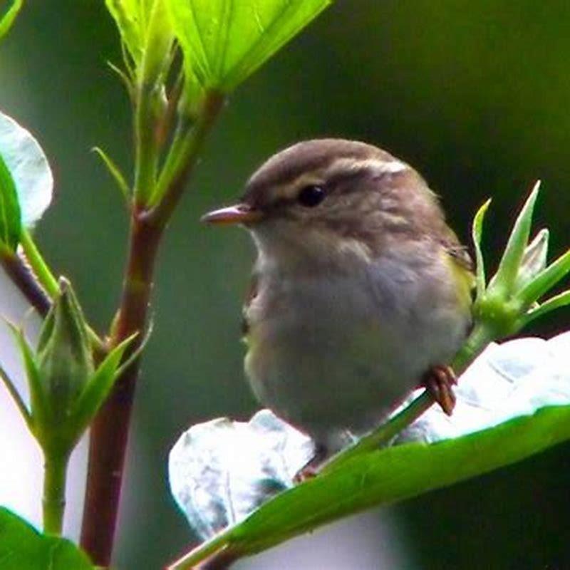 What does a grasshopper warbler look like?