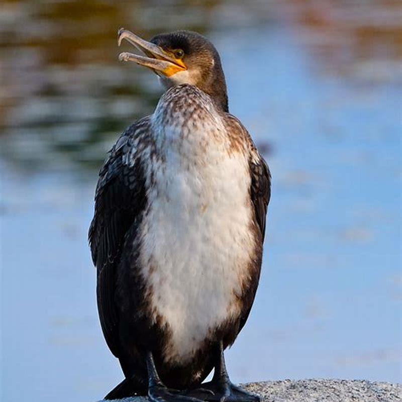 What does a Great Cormorant look like?