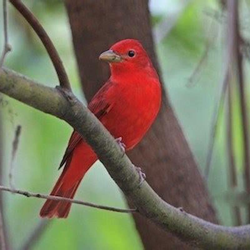 What does a hepatic tanager look like? DIY Seattle