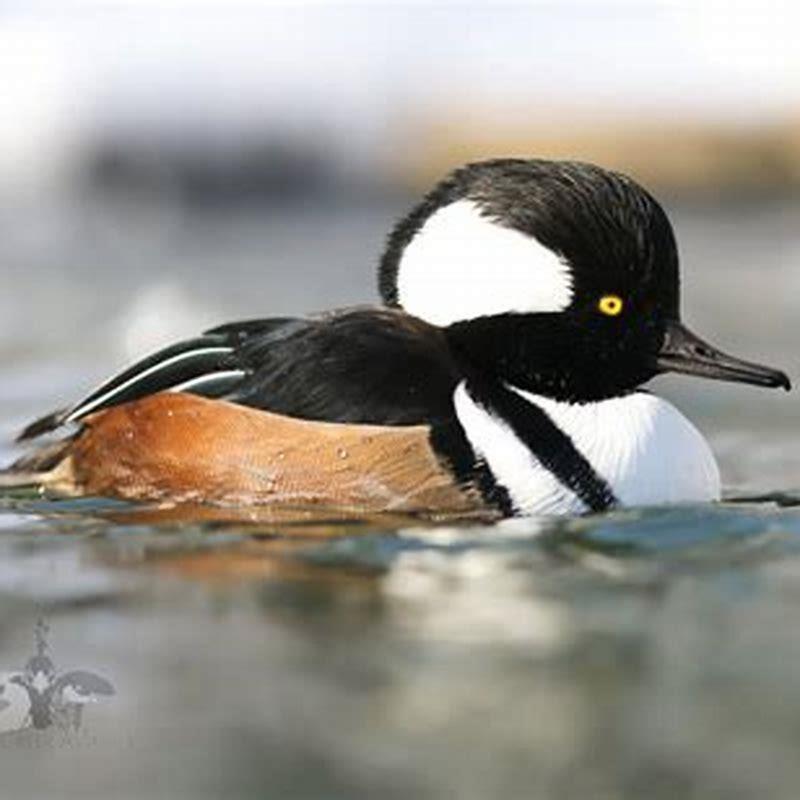 What does a hooded merganser eat?