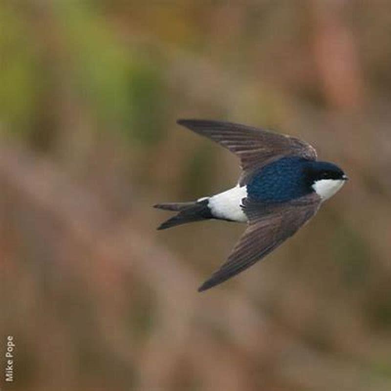 What Does A House Martin Look Like DIY Seattle