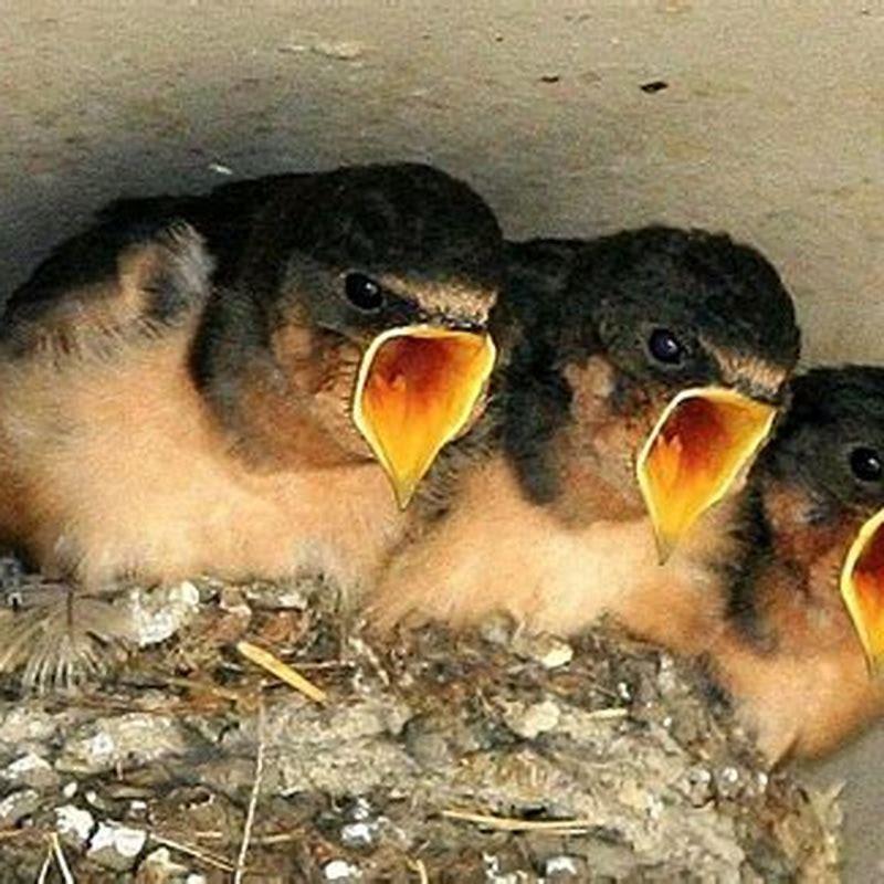 What does a juniper titmouse eat?