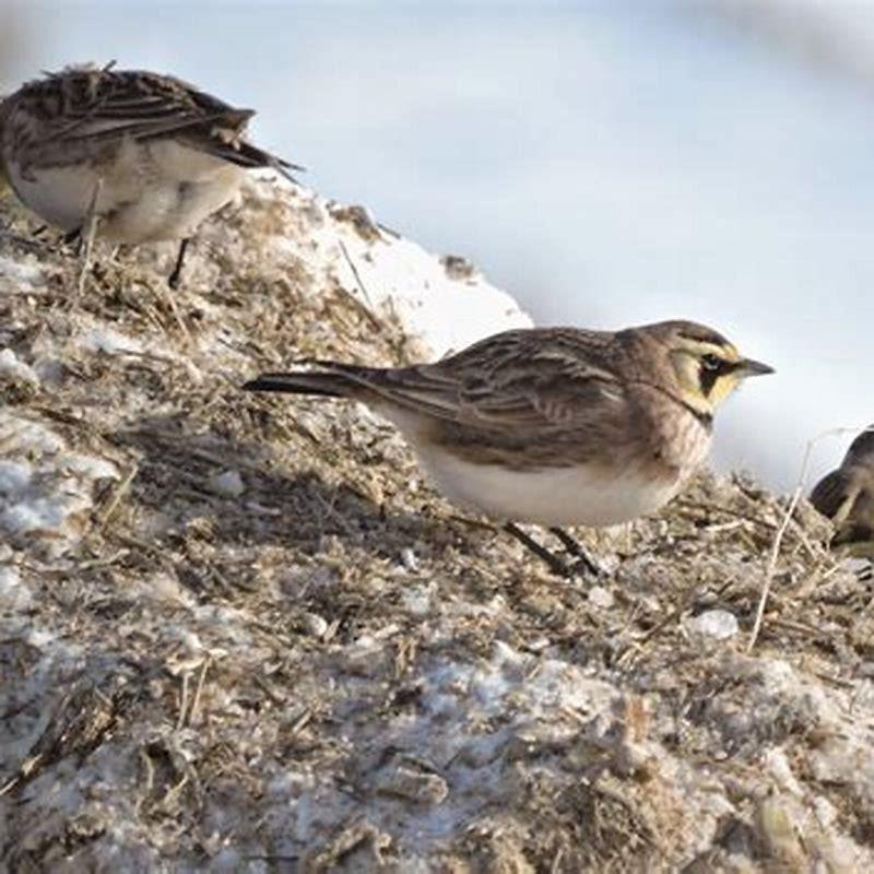 What does a Lapland Longspur eat?