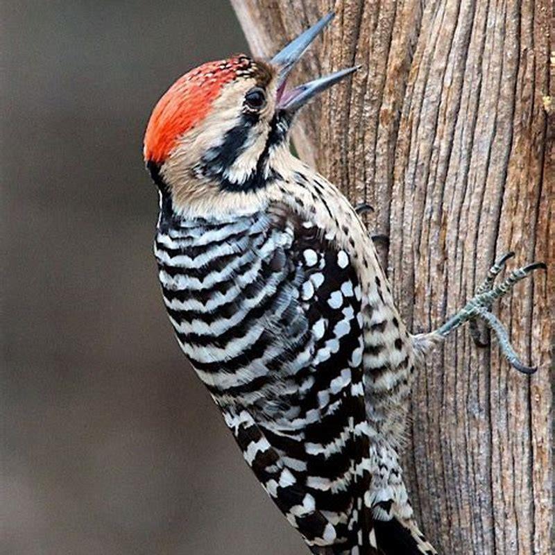 What does a Lewis woodpecker look like? - DIY Seattle