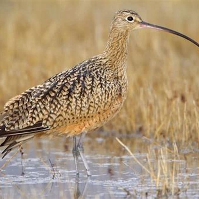 What does a long billed curlew eat?