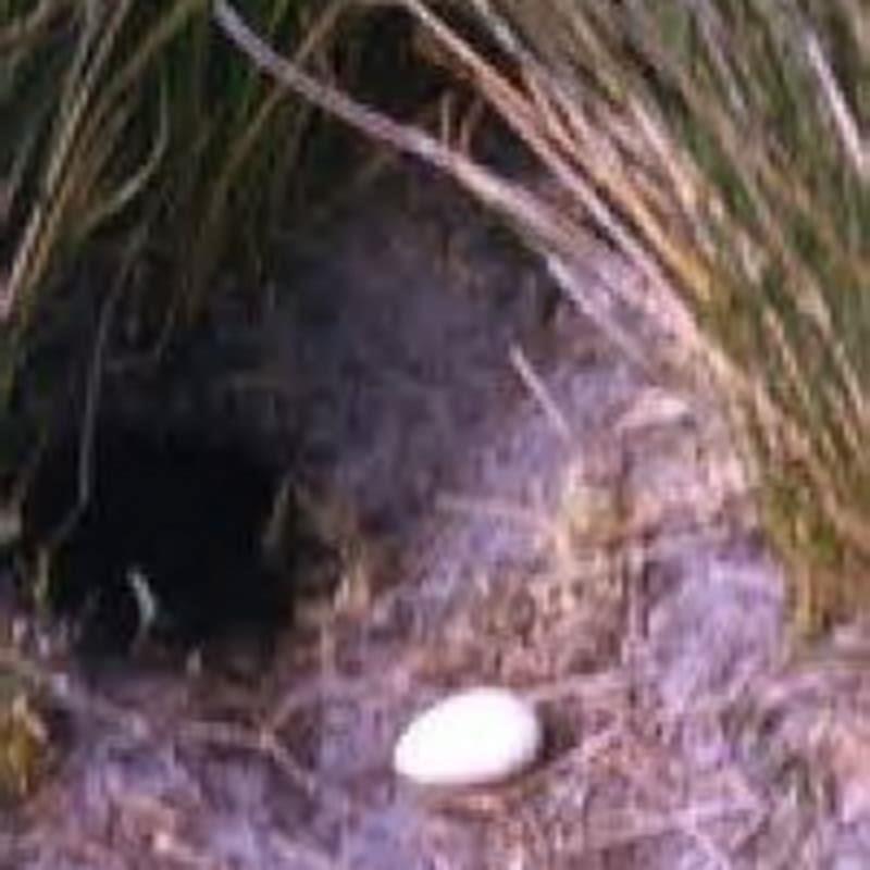 What does a Manx shearwater look like?