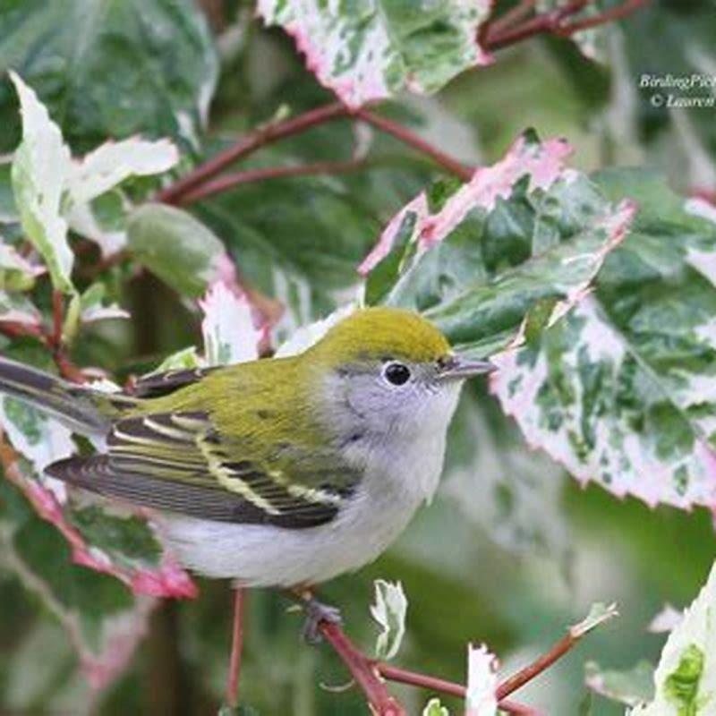 What does a mourning warbler look like?
