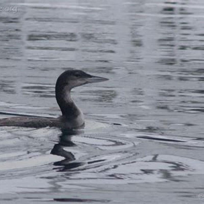What does a Pacific loon look like? - DIY Seattle
