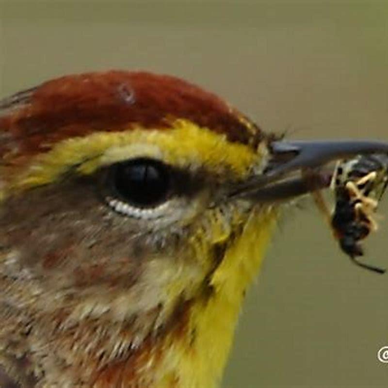What does a Palm Warbler eat?
