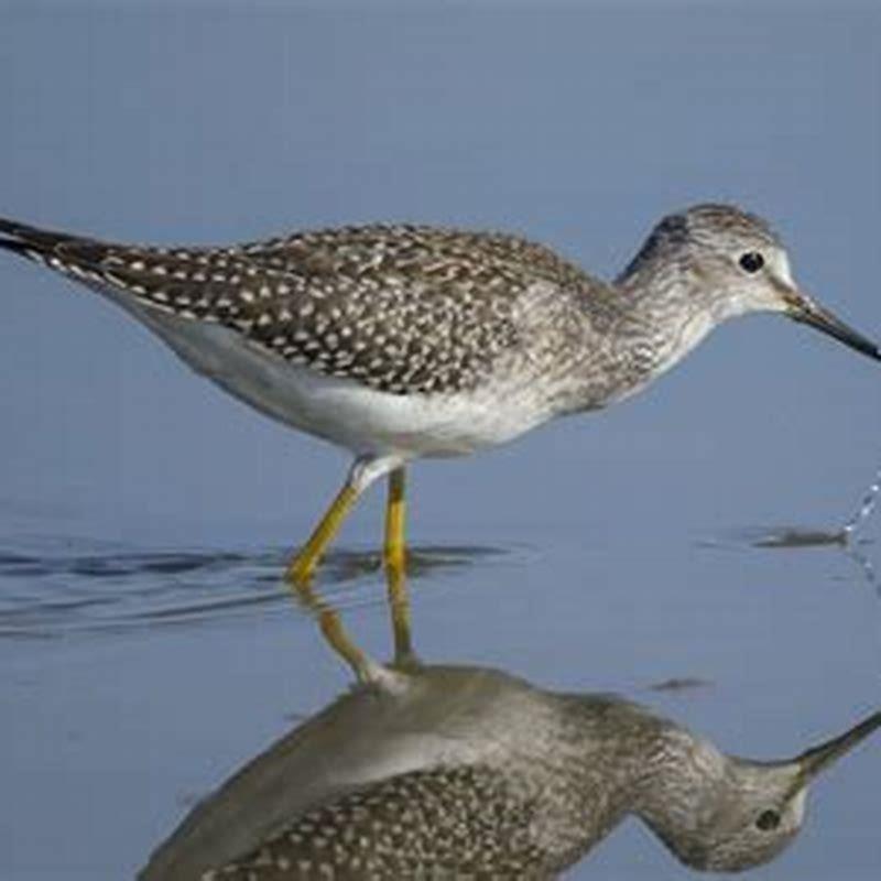 What does a phalarope look like?